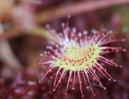 Cretovi Hrvatske – prioritetna...