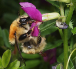 Europske divlje pčele - od procjene...