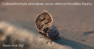 Nova vrsta muhe za faunu Hrvatske