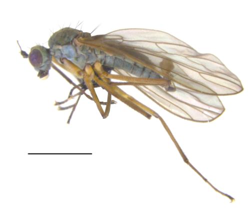 Nova knjiga - Empididae