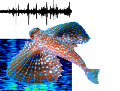 Acoustic repertoire and anatomical...