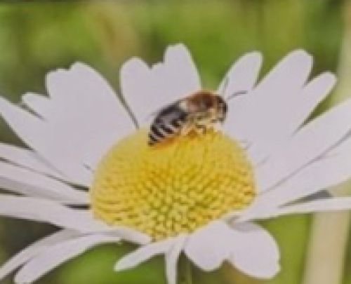 BEE(A)WARE - sudjelovanje na radionici